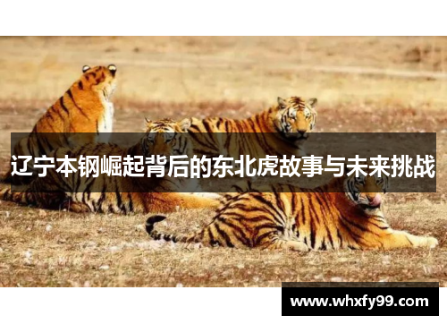 辽宁本钢崛起背后的东北虎故事与未来挑战
